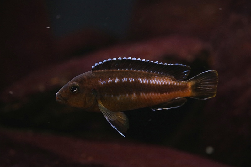 Pseudotropheus perileucos 'Likoma Island'